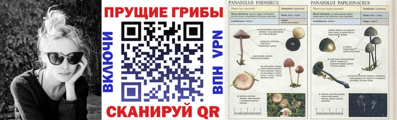 Псилоцибиновые грибы Cubensis  Суворов 